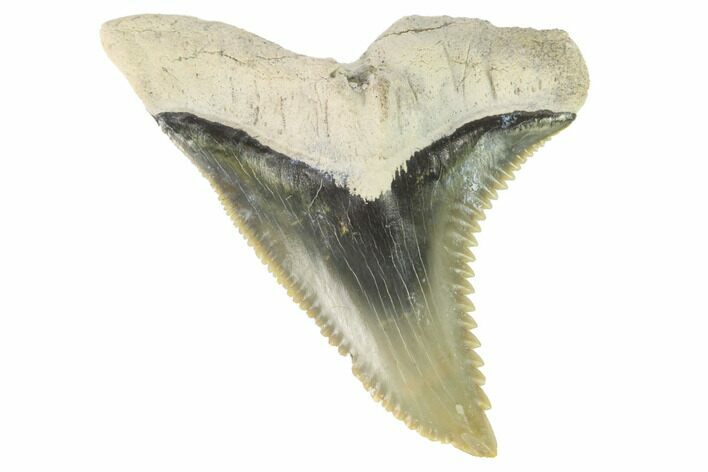 Fossil Shark Tooth (Hemipristis) - Bone Valley, Florida #145137